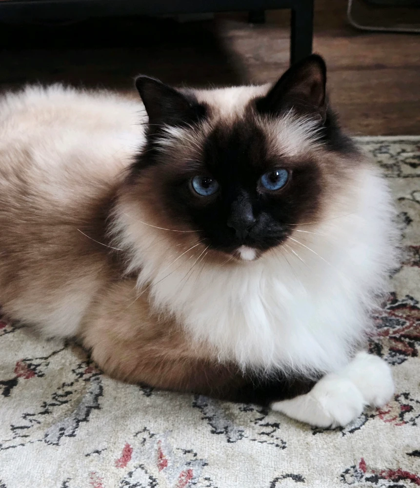 GIF ajouté par Nicolas