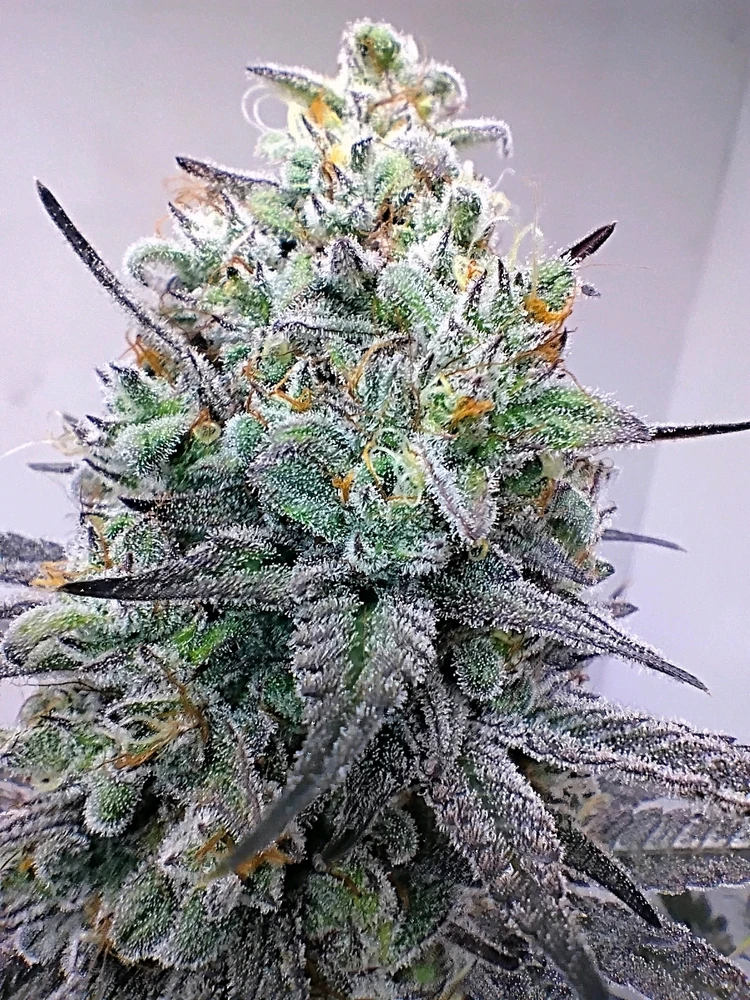 GIF uploaded by Paul