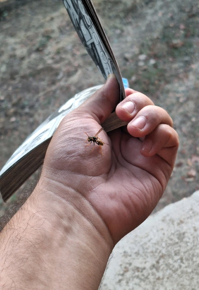 Imagem enviada por Cristóvão