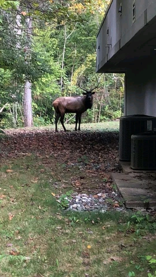 Image uploaded by Elijahwan