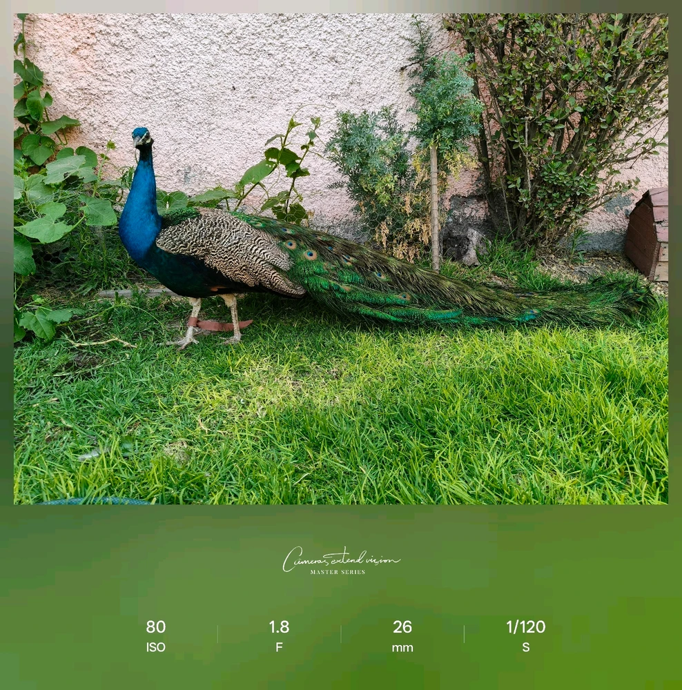 Imagen subida por Irazaba