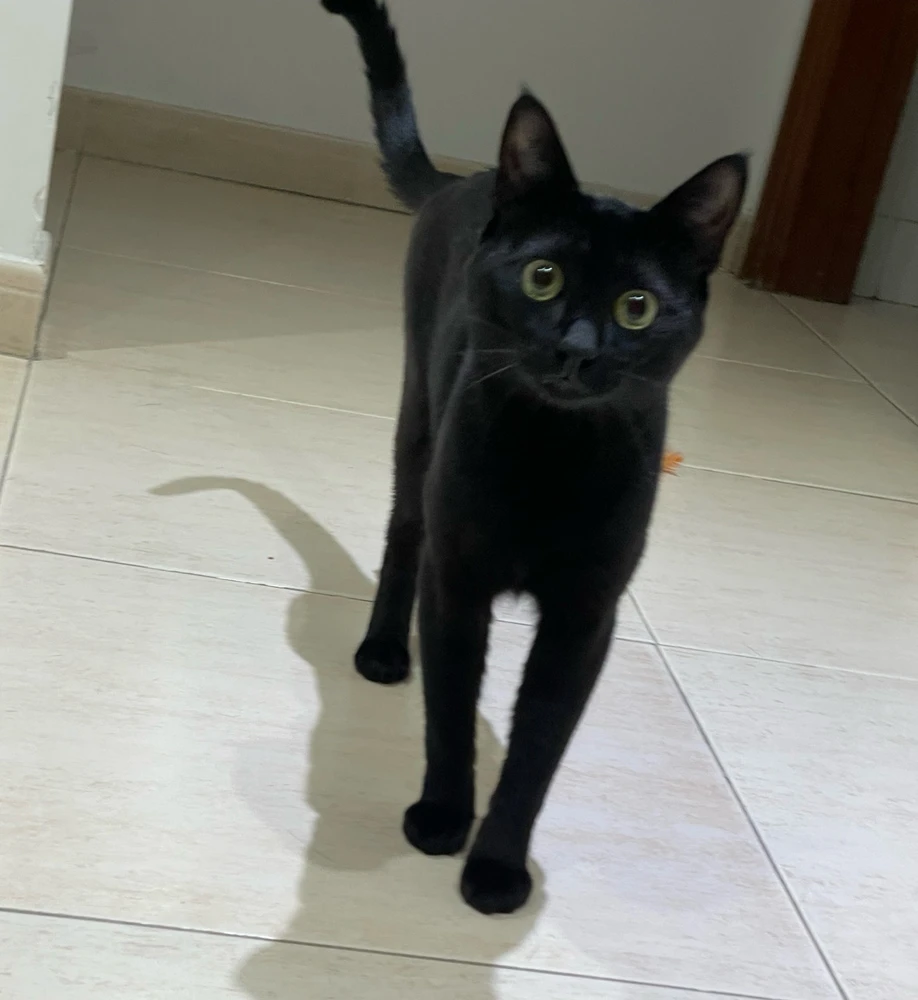 GIF enviado por L-r-A