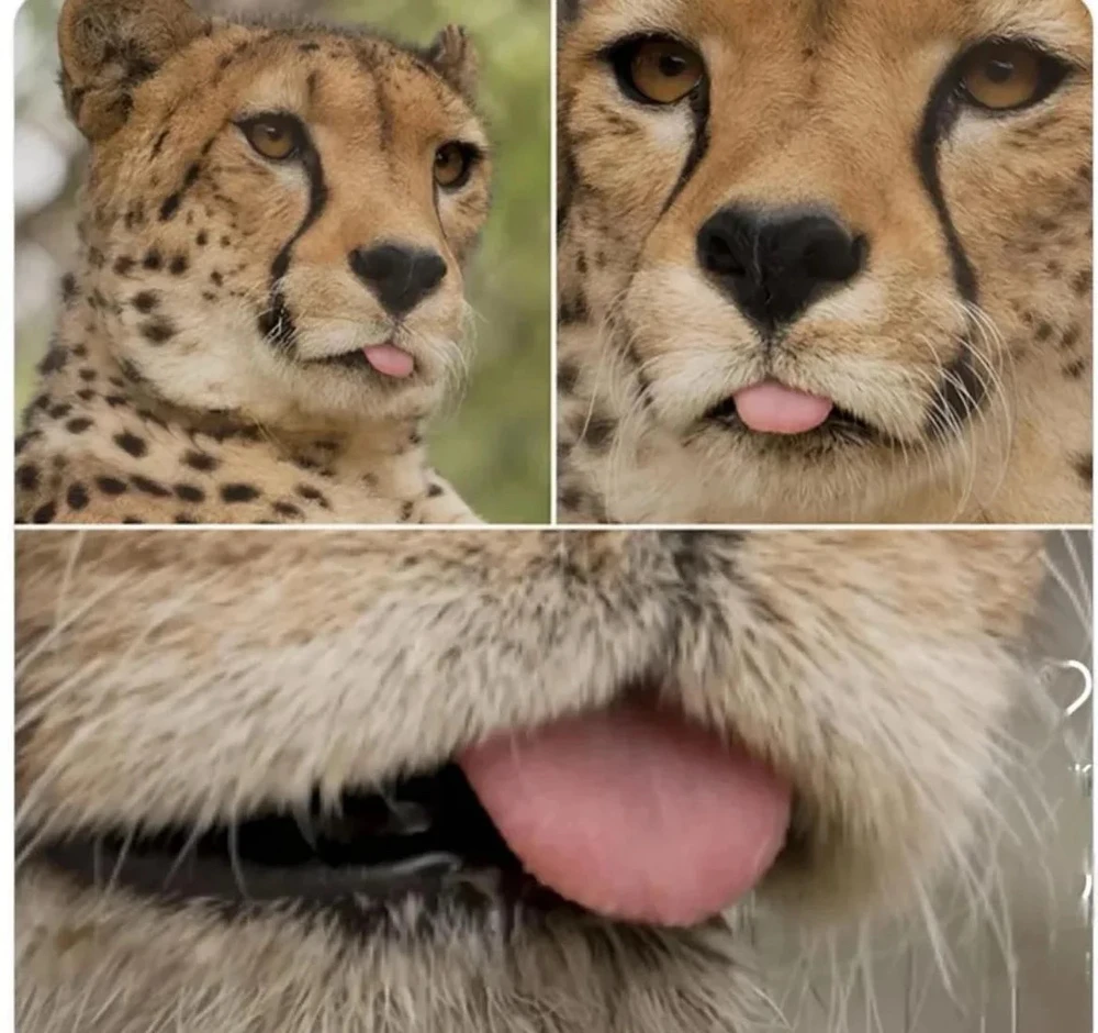 GIF enviado por Iago