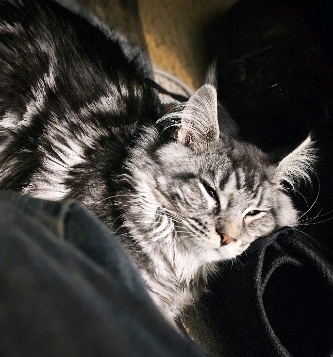 GIF uploaded by Miek