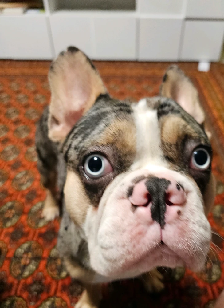 GIF încărcat de Cosmin