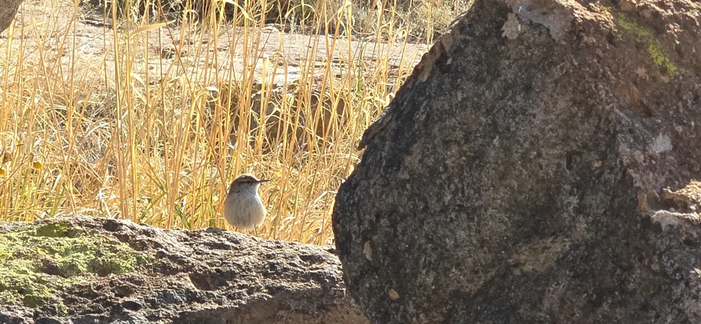 Image uploaded by 🌲🌳🪻Wildflower🪻🌳🌲