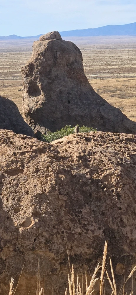 Image uploaded by 🌲🌳🪻Wildflower🪻🌳🌲