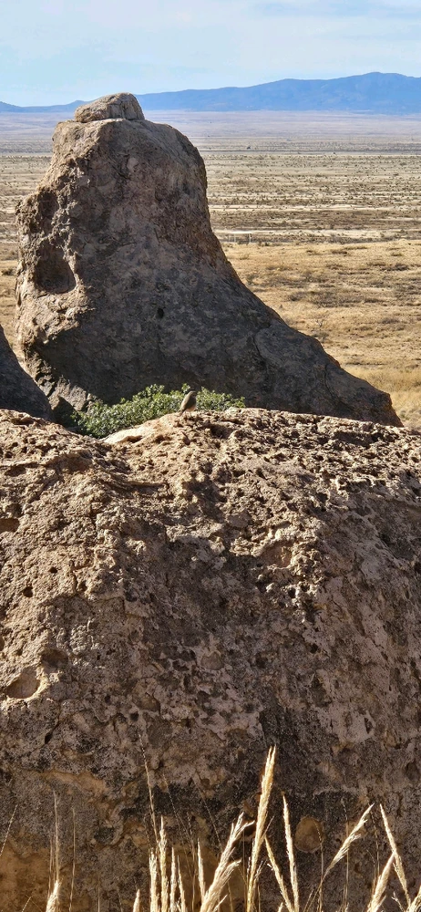 Image uploaded by 🌲🌳🪻Wildflower🪻🌳🌲