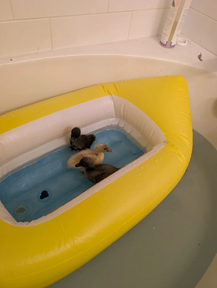 Image uploaded by Katie