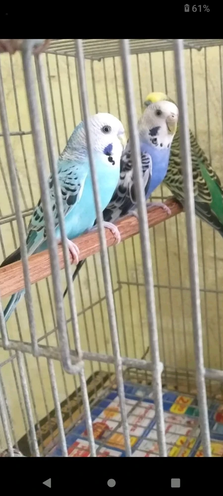 Imagem enviada por Mirella