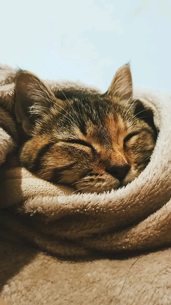 Image uploaded by 𝓢𝓮𝓻𝓮𝓷 • 𝓢𝓮𝓻𝓮𝓷𝓭𝓲𝓹𝓲𝓽𝔂