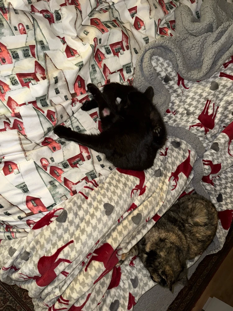 Immagine caricata da AleGGG