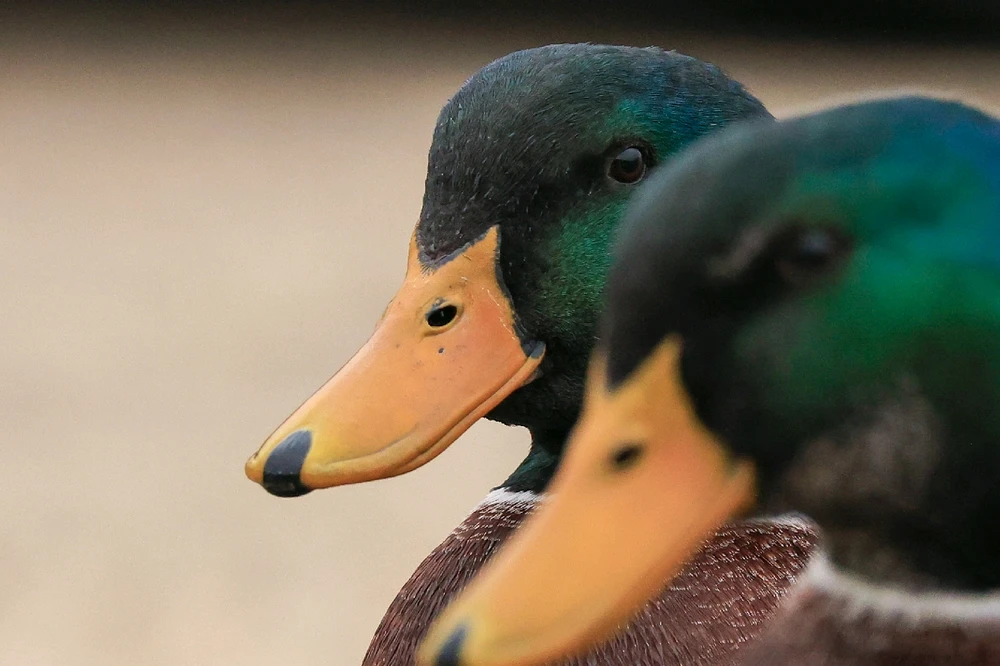 Image uploaded by Will