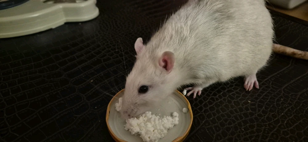 GIF hochgeladen von Luzi