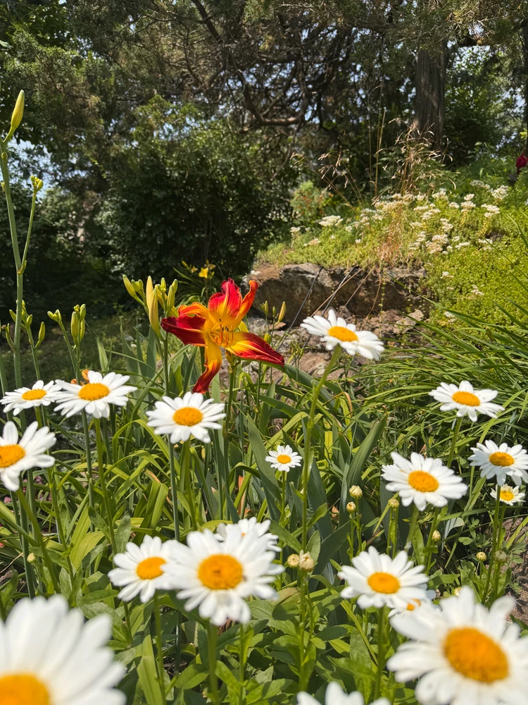 Image uploaded by Divania