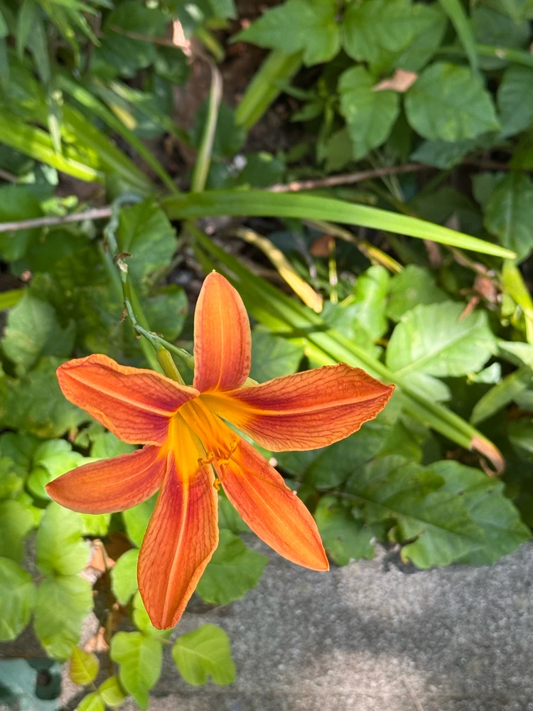 Image uploaded by Divania