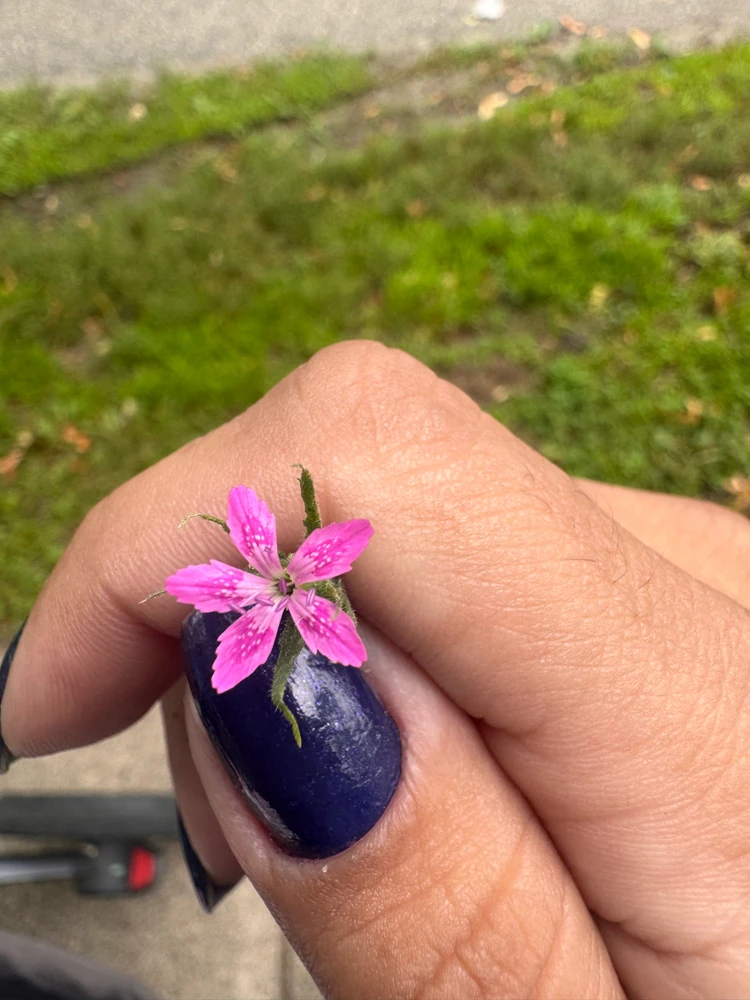 Image uploaded by Divania