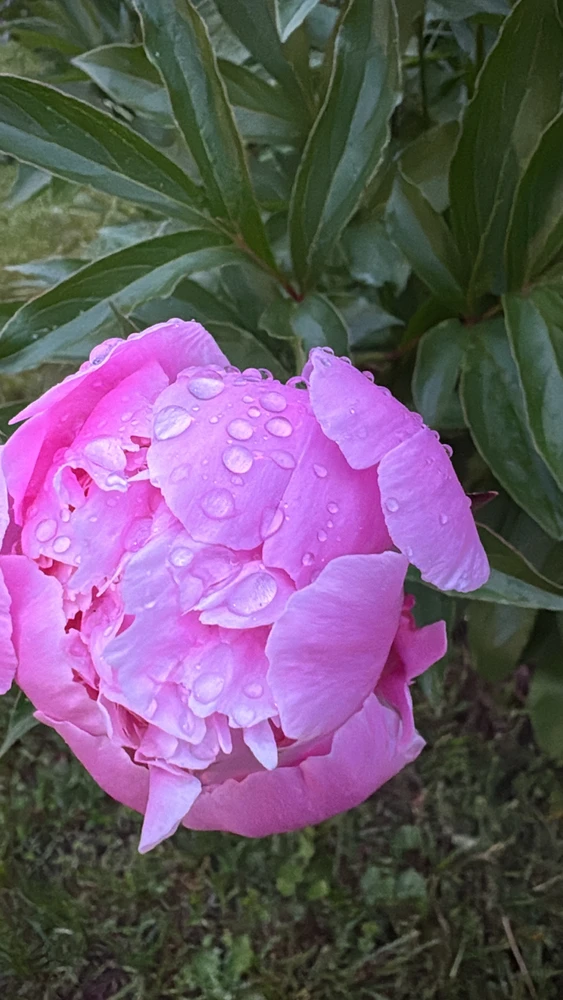 Image uploaded by Divania