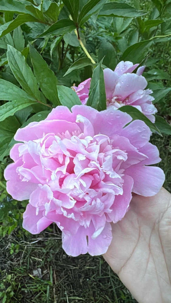 Image uploaded by Divania