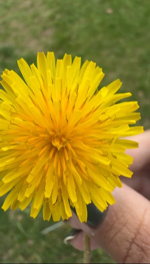 Image uploaded by Divania