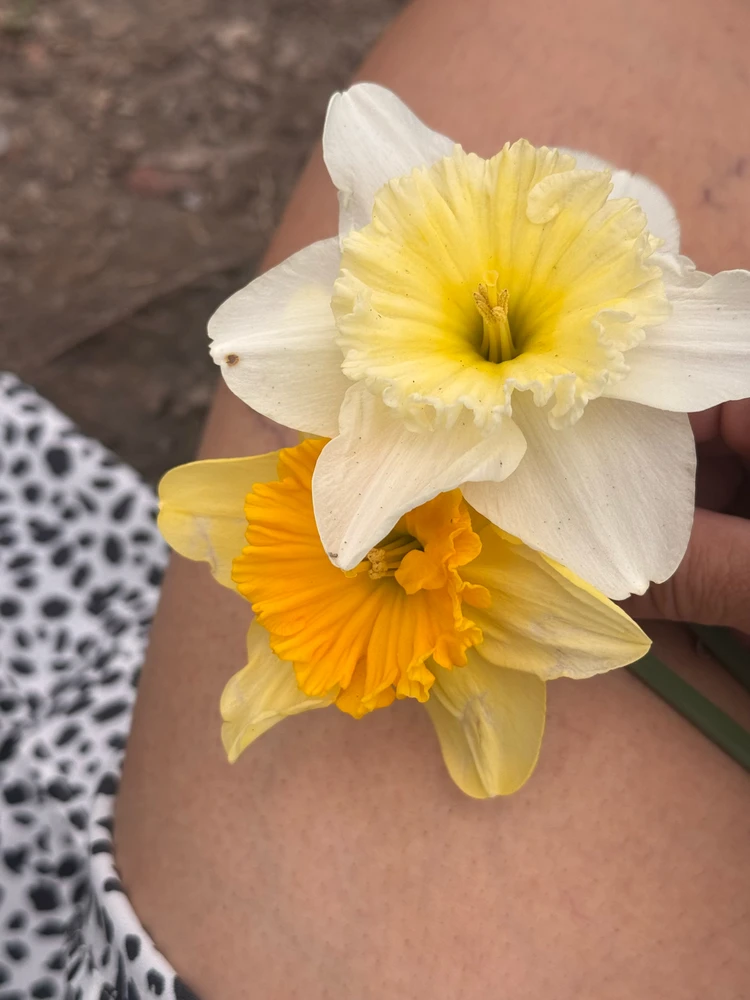 Image uploaded by Divania