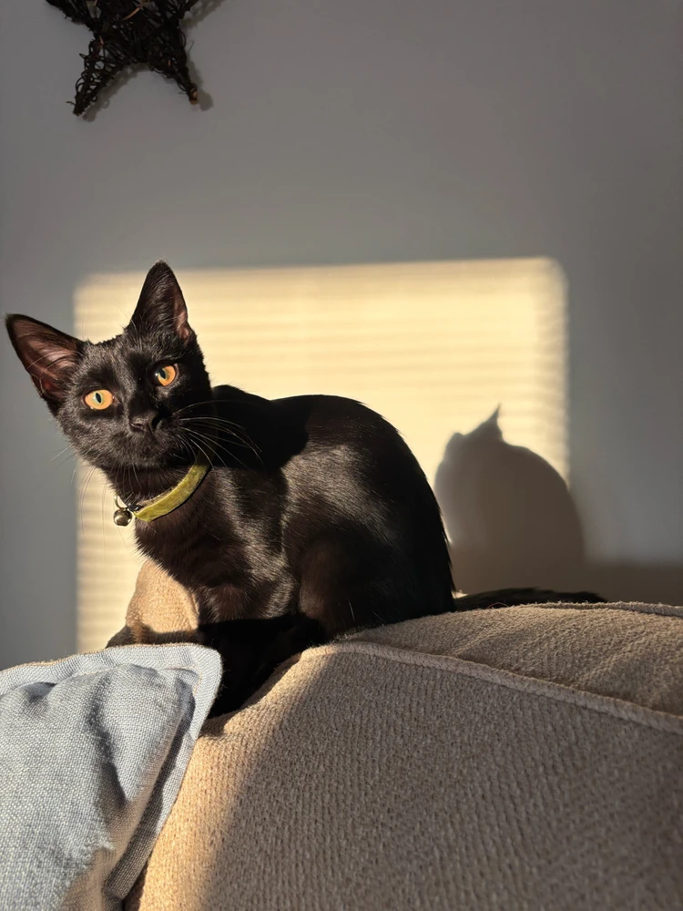 GIF uploaded by Randi