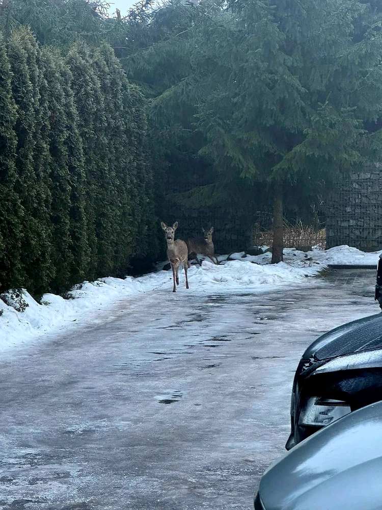 Zdjęcie dodane przez Paweł
