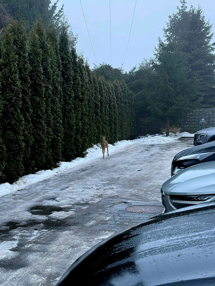 Zdjęcie dodane przez Paweł