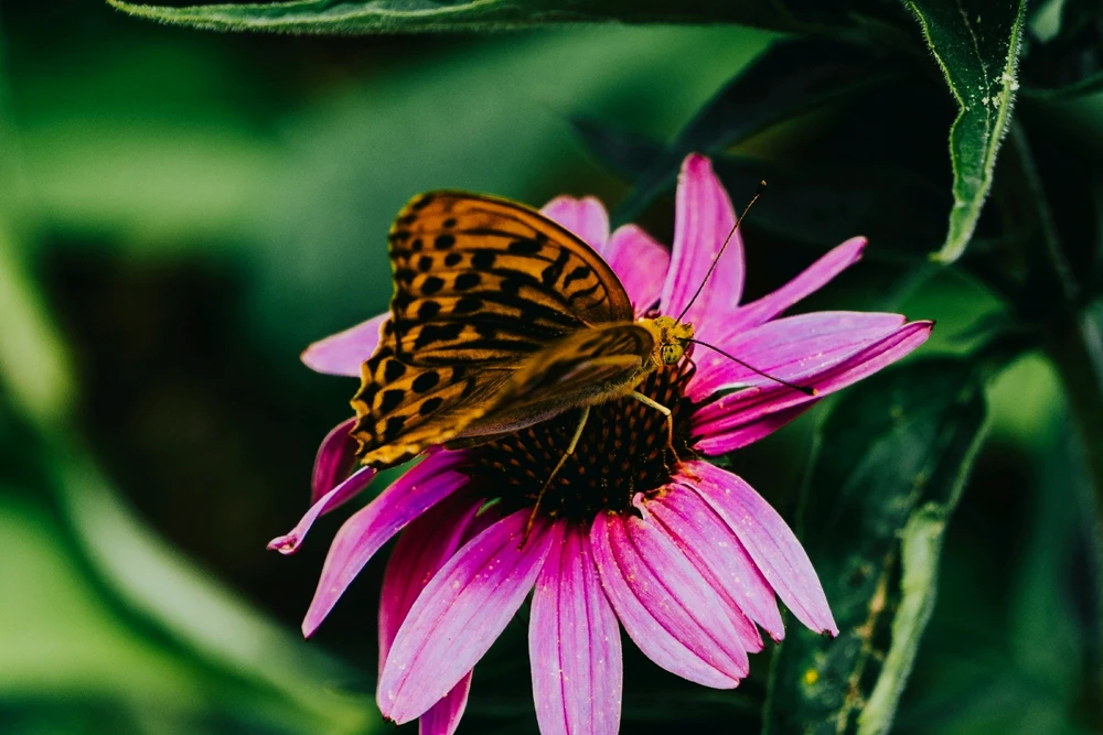 Botond által feltöltött GIF