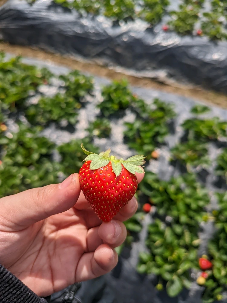 Image uploaded by Gulayyy