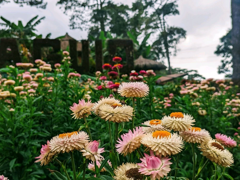 Image uploaded by Gulayyy