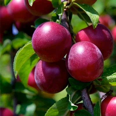 Image uploaded by 𝓢𝓮𝓻𝓮𝓷 • 𝓢𝓮𝓻𝓮𝓷𝓭𝓲𝓹𝓲𝓽𝔂