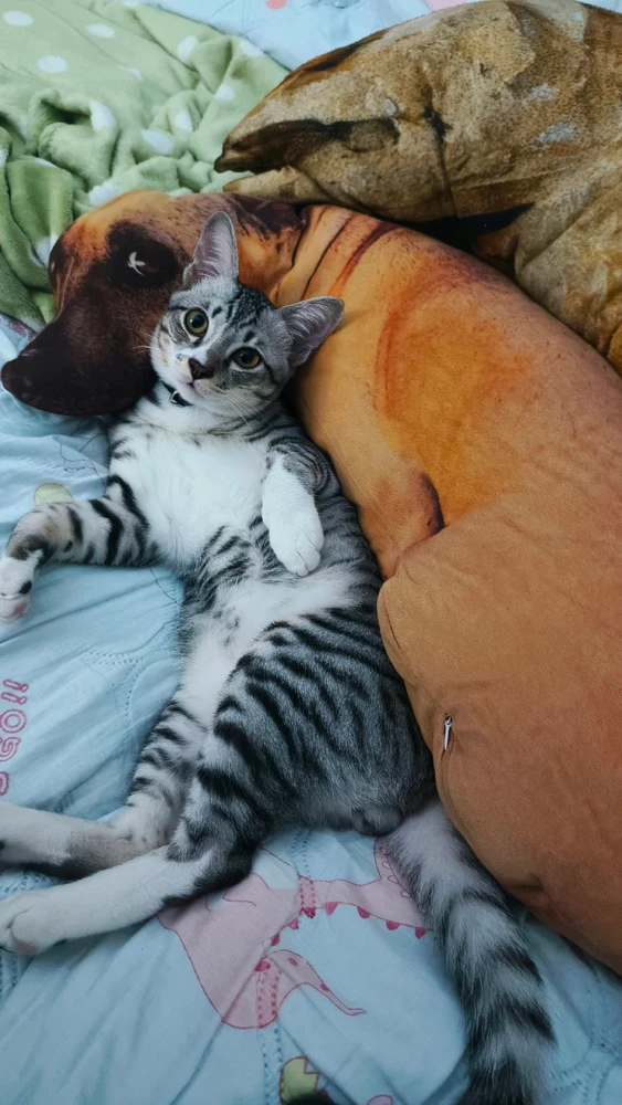 GIF อัปโหลดโดย Oreooooo