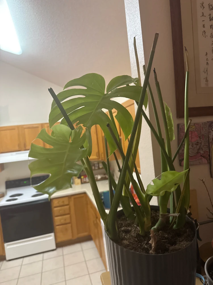 GIF uploaded by Abdi (Abdikadir)