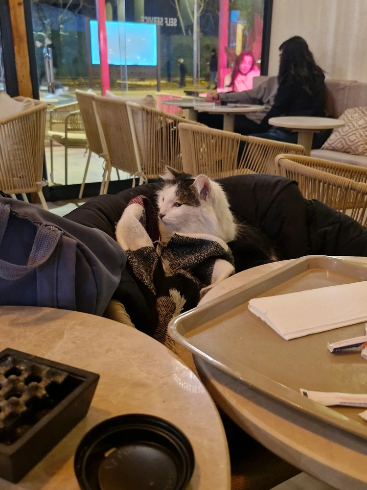 Aslı tarafından yüklenen görsel