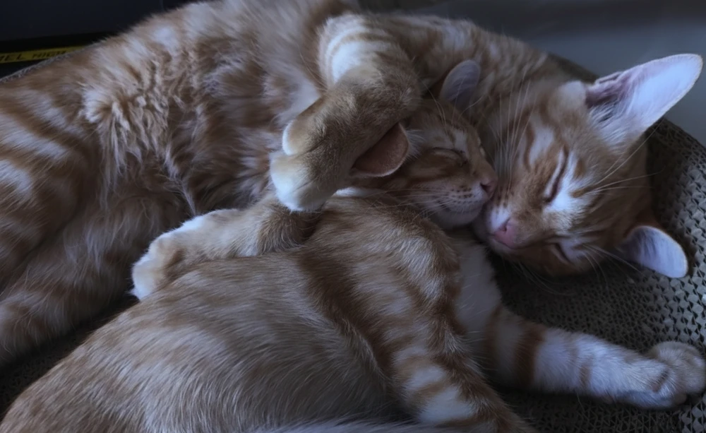 GIF uploaded by Jellyfish