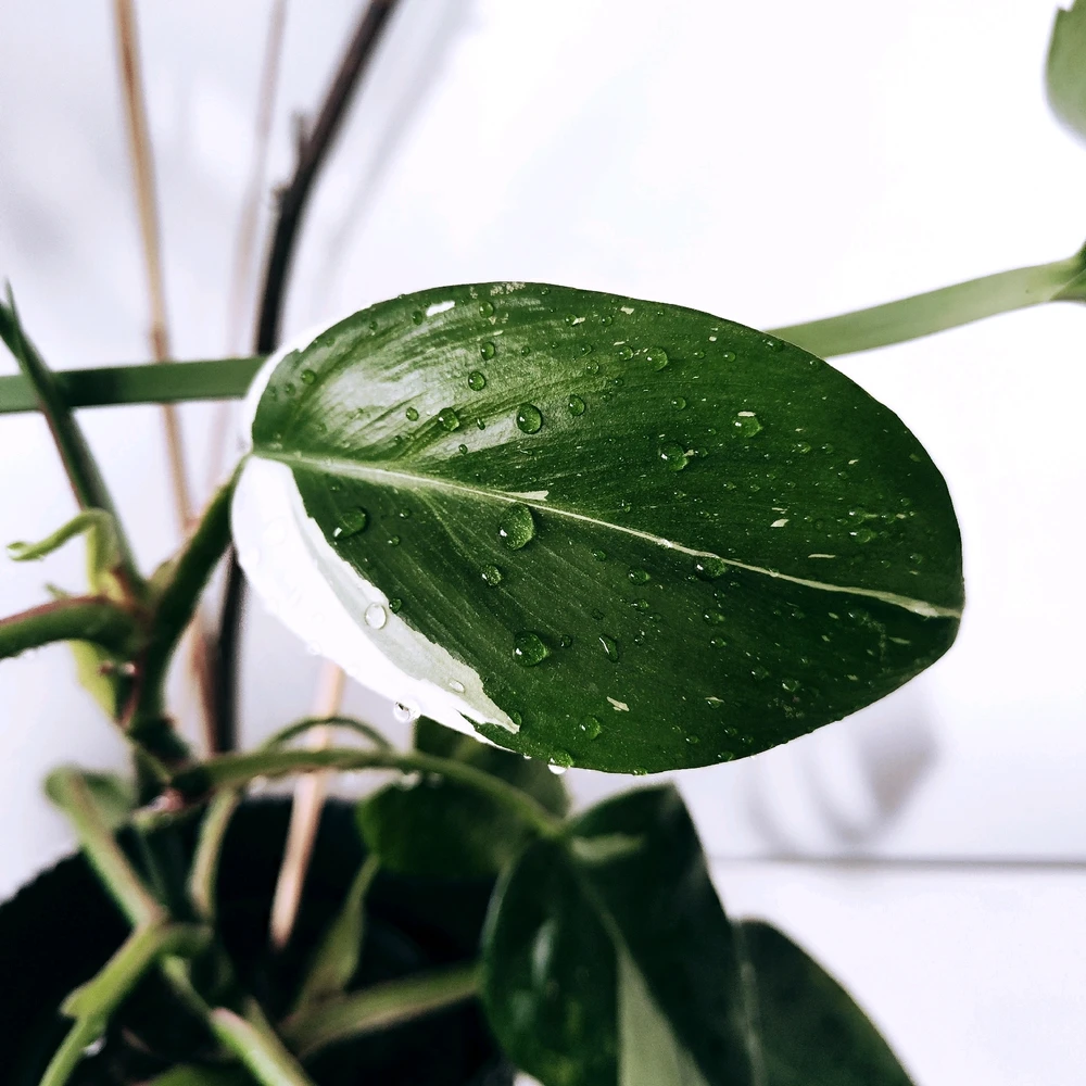 GIF încărcat de Cristian