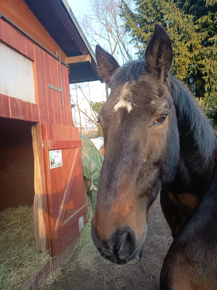 Obrázek nahrál Jezevec