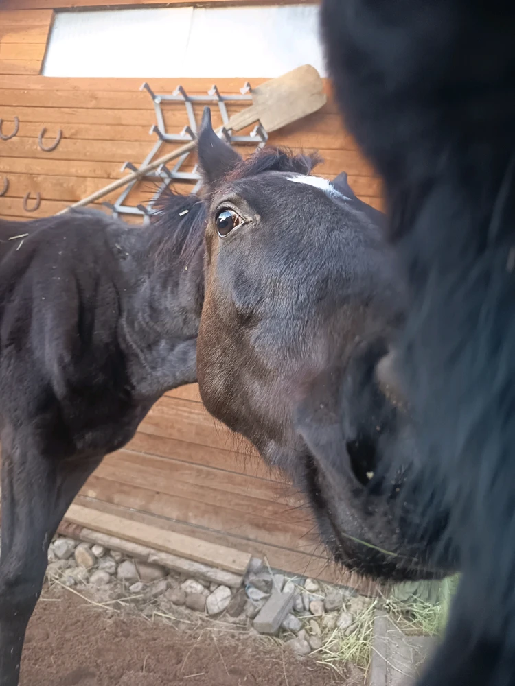 Obrázek nahrál Jezevec