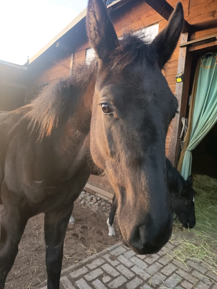 Obrázek nahrál Jezevec