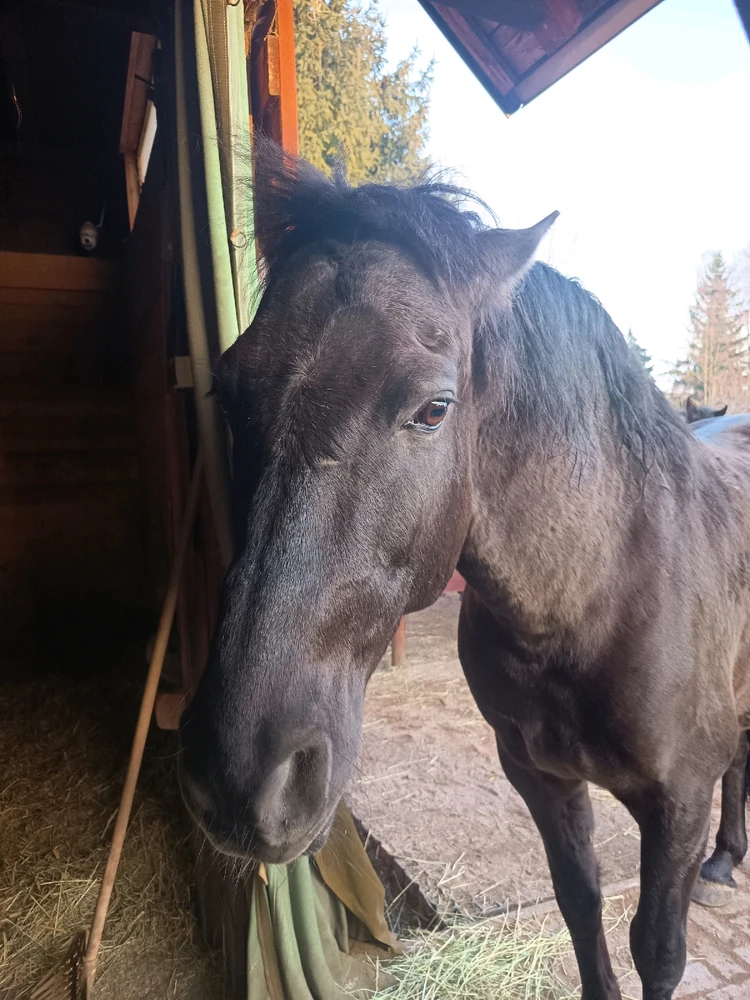 Obrázek nahrál Jezevec