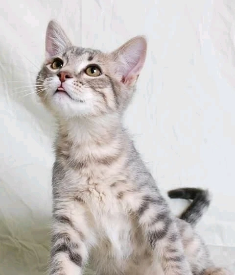 GIF uploaded by Collin