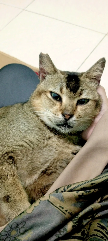 GIF uploaded by Nurfitria