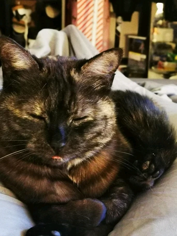 Image ajoutée par Bastien [Neitsa]