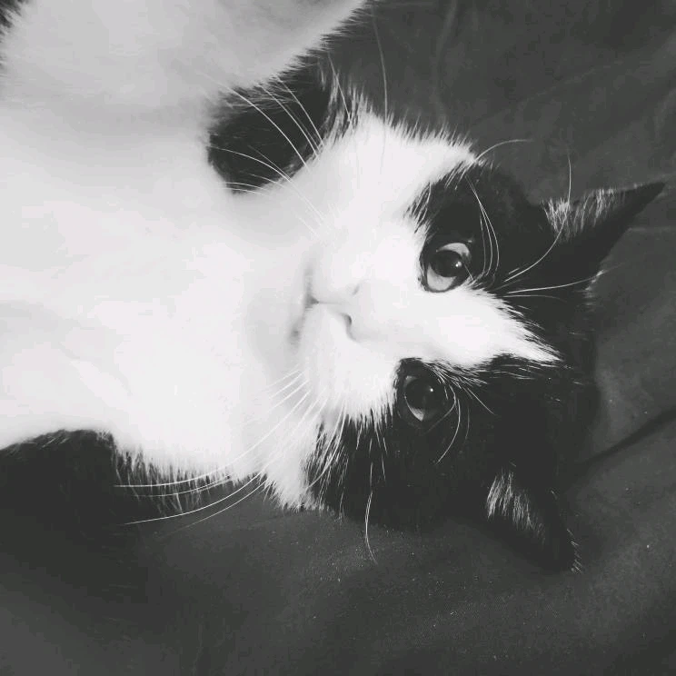 Image ajoutée par Bastien [Neitsa]