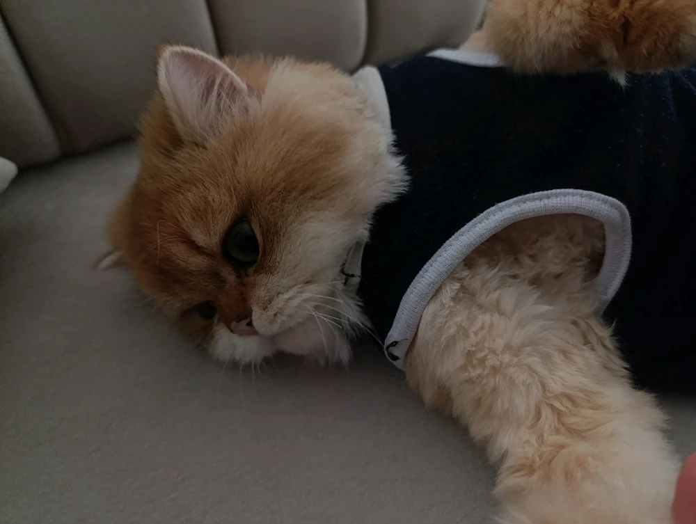 Ömür tarafından yüklenen görsel