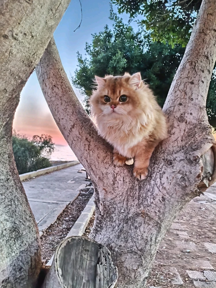 Ömür tarafından yüklenen görsel