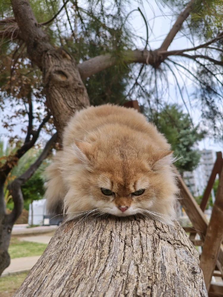 Ömür tarafından yüklenen görsel