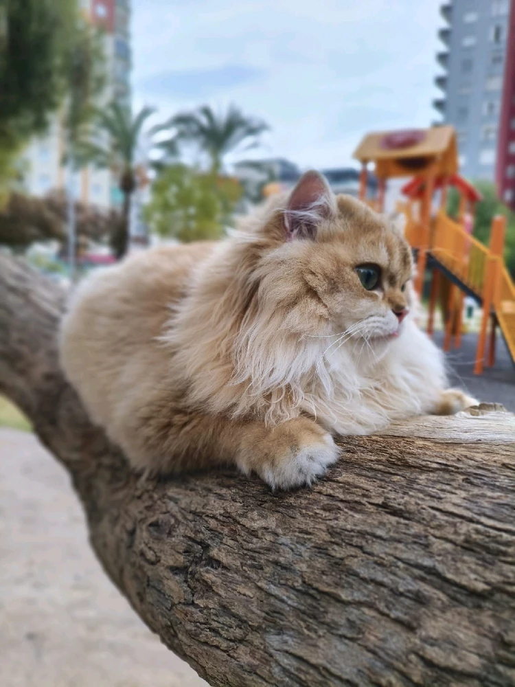 Ömür tarafından yüklenen görsel