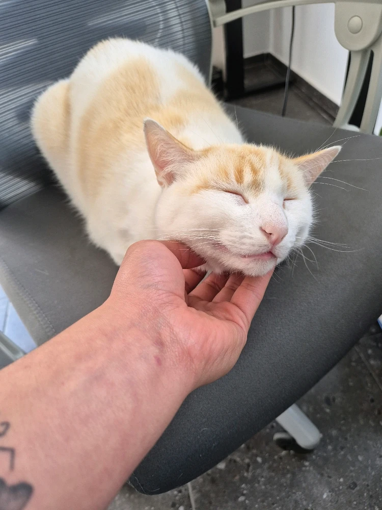 GIF uploaded by Guillermo Palacios Garay